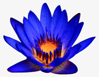 Ocean Blue Waterlily By Jeanicebartzen27 Ocean Blue - Egyptian Lotus