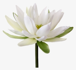Water Lily Flower Png