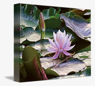 650 X 593 3 - Water Lily