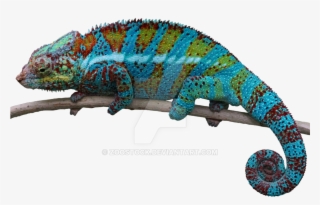 Chameleon Png - Reptiles Png