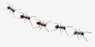 Ants Png Free Background - Blank Ants