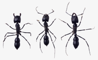 Ant Png, Download Png Image With Transparent Background, - Ant