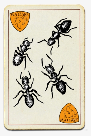 Carpenter Ants - Beetle