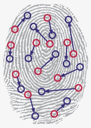Identified Patterns In A Fingerprint - Fingerprint