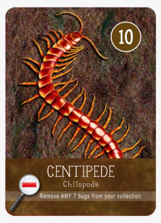Centipede