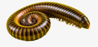 Centipeds & Millipedes - Millipedes