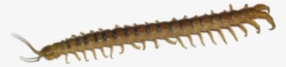 Loading Zoom - Millipedes