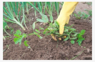For The Weeds You Can't Pull Out Yourself - Pulling Out Weeds On Plants
