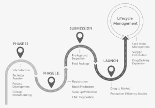 You'll Work With One Dedicated Program Manager Who - Drug Development Process Pfizer