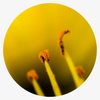 Macro Photography