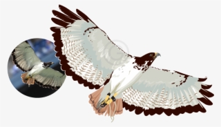 Raster To Vector Illustration Using 100% Vectors - Red-tailed Hawk