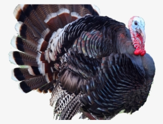 Turkey Bird Png Transparent Images - Farm Turkey Png