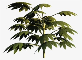 Plant2 - Twig
