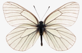 Butterfly - Aporia Crataegi