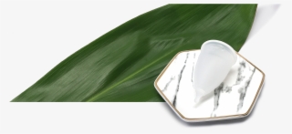 Cup And Leaf Flattened - Still Life Photography