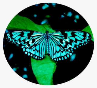 Butter - Riodinidae