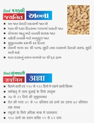 Research Groundnut Jaynit Anna - Groundnut Plant