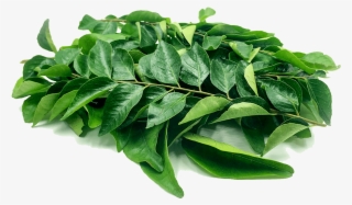 Curry-leaf - Transparent Curry Leaves Png