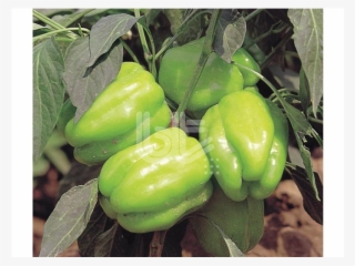 Kandi̇l Dolma Biber Tohumu - Green Bell Pepper