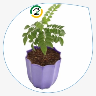 Curry Leaves Are Used As A Natural Flavouring Agent - Flowerpot