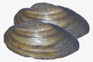 Loading Zoom - Baltic Clam