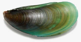 Mussel For Taiapure - Baltic Clam