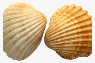 Clams Clipart Beach Shell - Portable Network Graphics