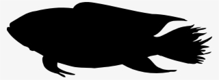 Fish Silhouette
