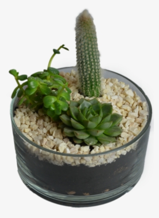Cactus In Flowerpot - Flowerpot