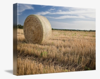 Hay Color Photography By Paul Huchton - Hay