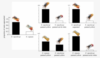 Species Recognition Based On Claw Coloration In Uca - Cartoon