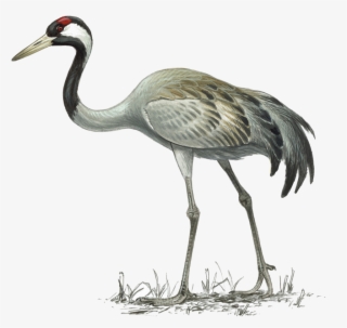 Crane