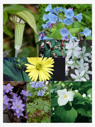 Wildflowers - Podophyllum Peltatum