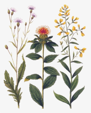 Click And Drag To Re-position The Image, If Desired - Botanical Wild Flowers