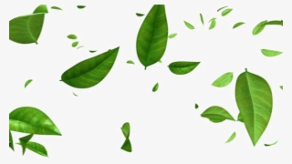 Green Leaf Png Photos - Green Leaves Falling Background