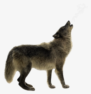 Click And Drag To Re-position The Image, If Desired - Grey Fox