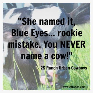 Blue Eyes - Dairy Cow