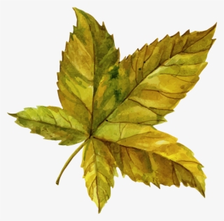 Download - Maple Leaf