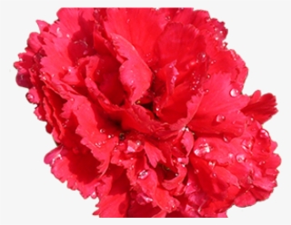 Red Flower Clipart Red Carnation - Transparent Background Carnation Png