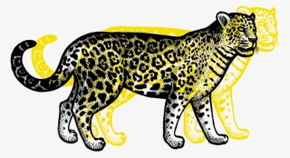 Jaguar - Clouded Leopard