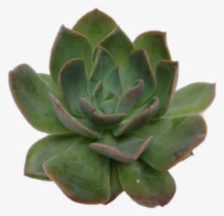 Nature - Succulent Echeveria Green Prince