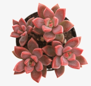 Graptosedum 'vera Higgins' - Graptosedum Alpenglow Vera Higgins
