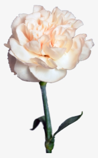 Creamy Carnation Flower Shop Studio Flores - Гвоздика Кремовая