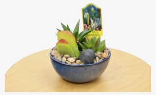 1 Succulent Assortment In Blue Glazed Pot Pot - Flowerpot