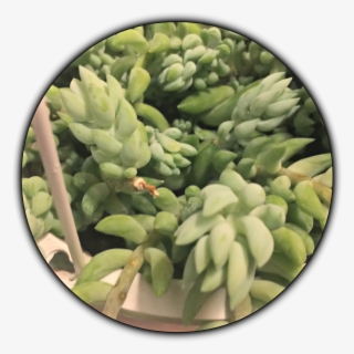 Donkeytail2 - Vegetable