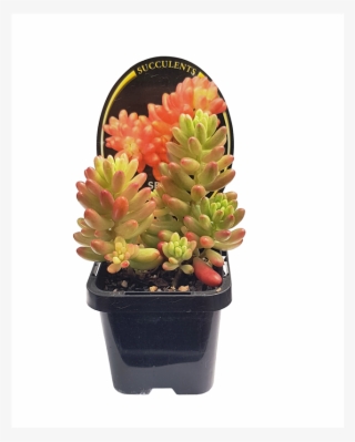 70mm Assorted Succulents - Flowerpot