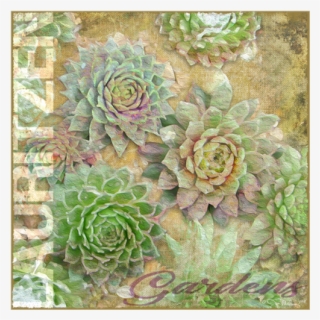 Lauritzen Gardens Omaha Succulents Canvas Art - White Mexican Rose