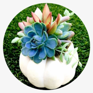 Arrangement1 - White Mexican Rose