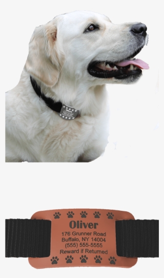 Website Left Side - Labrador Retriever