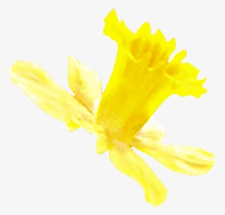 1280 X 1024 1 - Narcissus